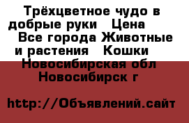 Трёхцветное чудо в добрые руки › Цена ­ 100 - Все города Животные и растения » Кошки   . Новосибирская обл.,Новосибирск г.